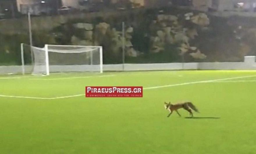 ΠΕΙΡΑΙΑΣ: Αλεπού μπούκαρε σε γήπεδο και «έκοβε» βόλτες! (ΒΙΝΤΕΟ)