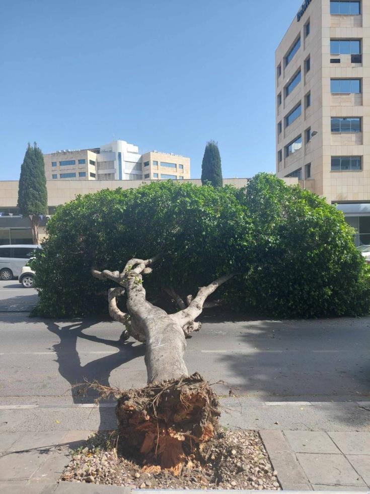 Τεράστιο δέντρο έπεσε στο κέντρο της Λεμεσού μέσα στο δρόμο!