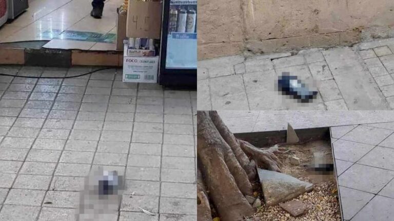 Δεκάδες νεκρά περιστέρια στο κέντρο της Λευκωσίας (φώτος)